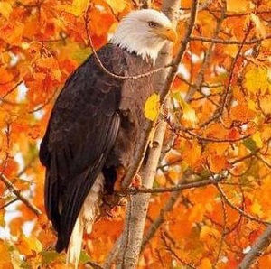 Meet your Posher, Petra